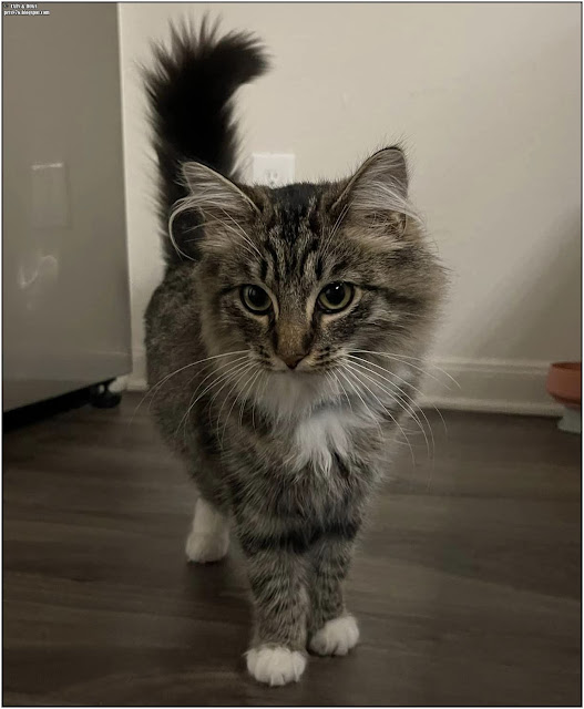 Wonderful Wednesday Blog Hop. Share NOW. #wwbh #wwbloghop #wonderfulwednesdaybloghop #eclecticredbarn